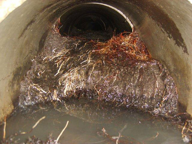 Sewer Drain Roots